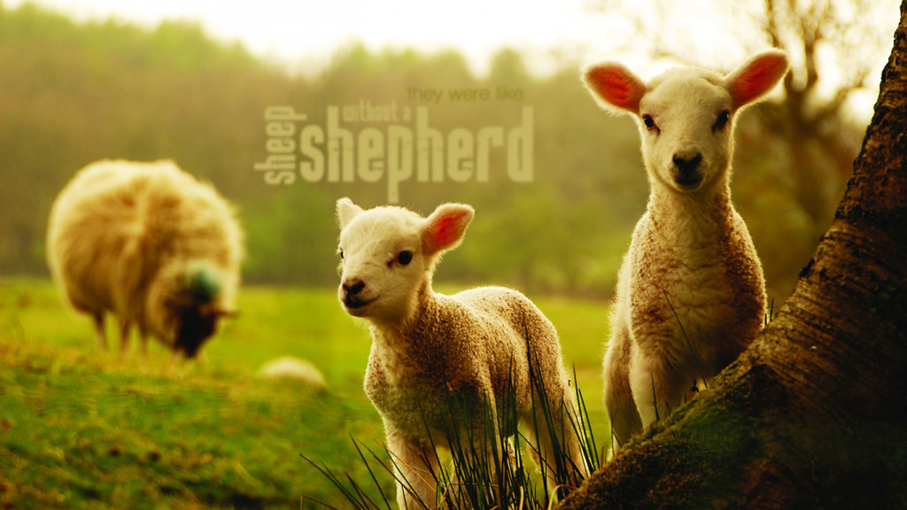 sheep-out-shepherd-christian_680785